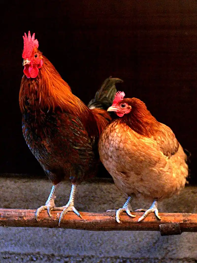 A rooster and a hen stand side by side on a wooden perch against a dark background. The rooster, on the left, has a…