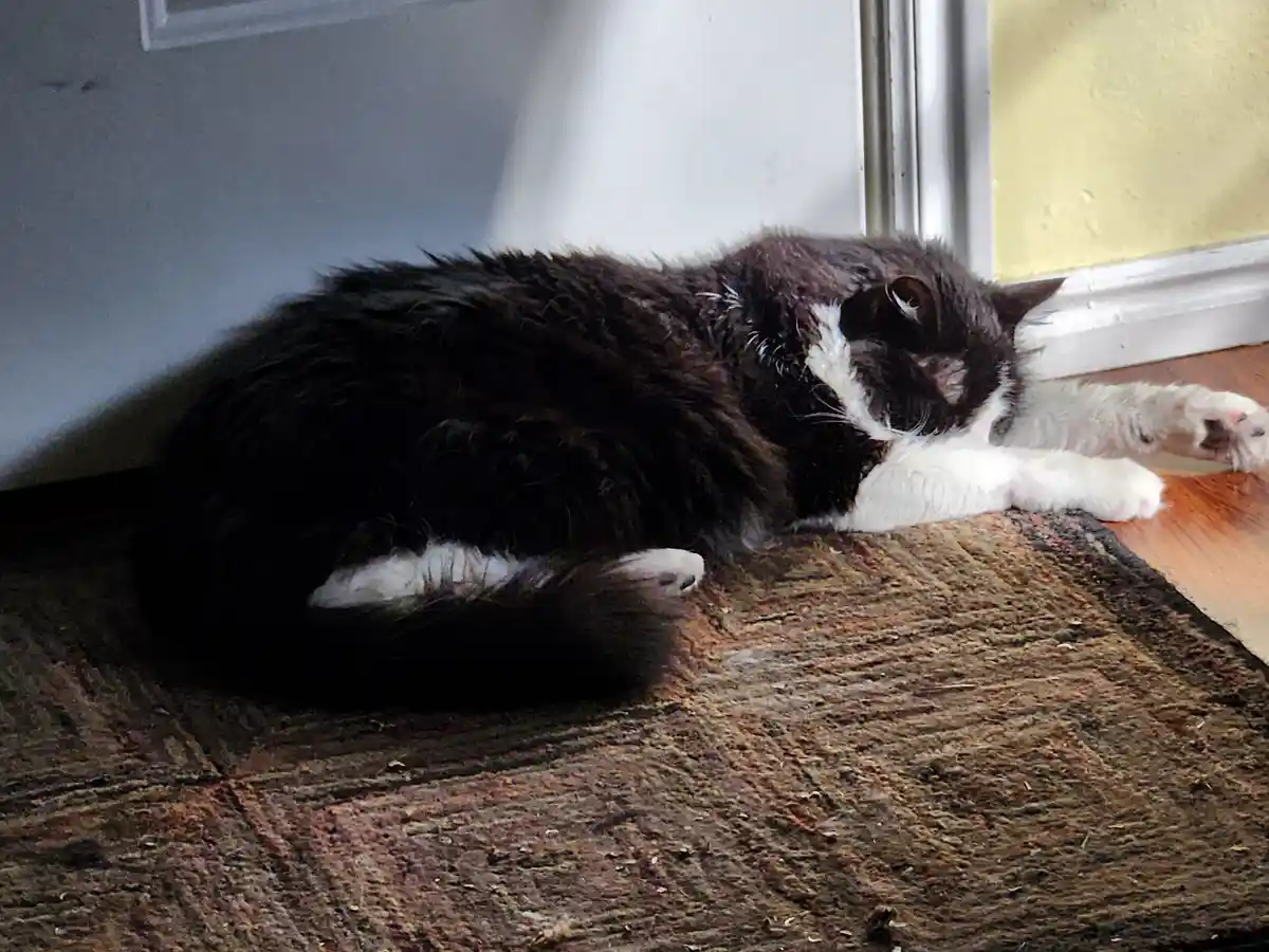 A black and white cat is curled up and sleeping on a worn rug near a doorway, with its paws stretched out. The overlaid text…