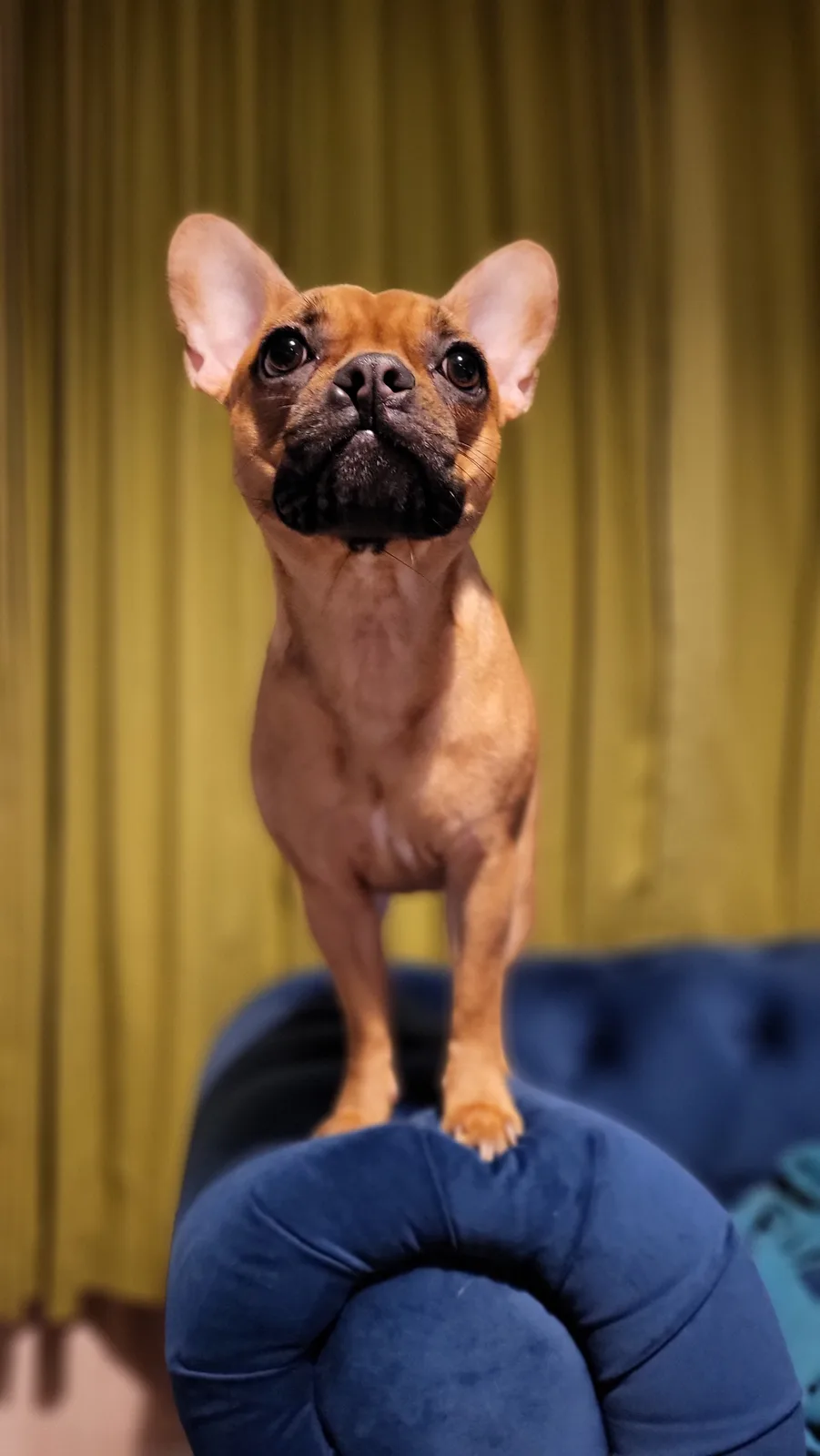 A tan French bulldog with large ears and a black muzzle stands upright on its hind legs on the back of a blue tufted couch…