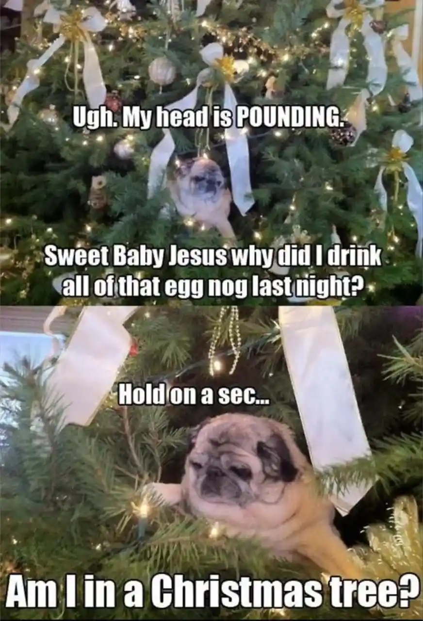 A pug dog is nestled among the branches of a decorated Christmas tree with lights and ribbons. The top panel shows the pug…