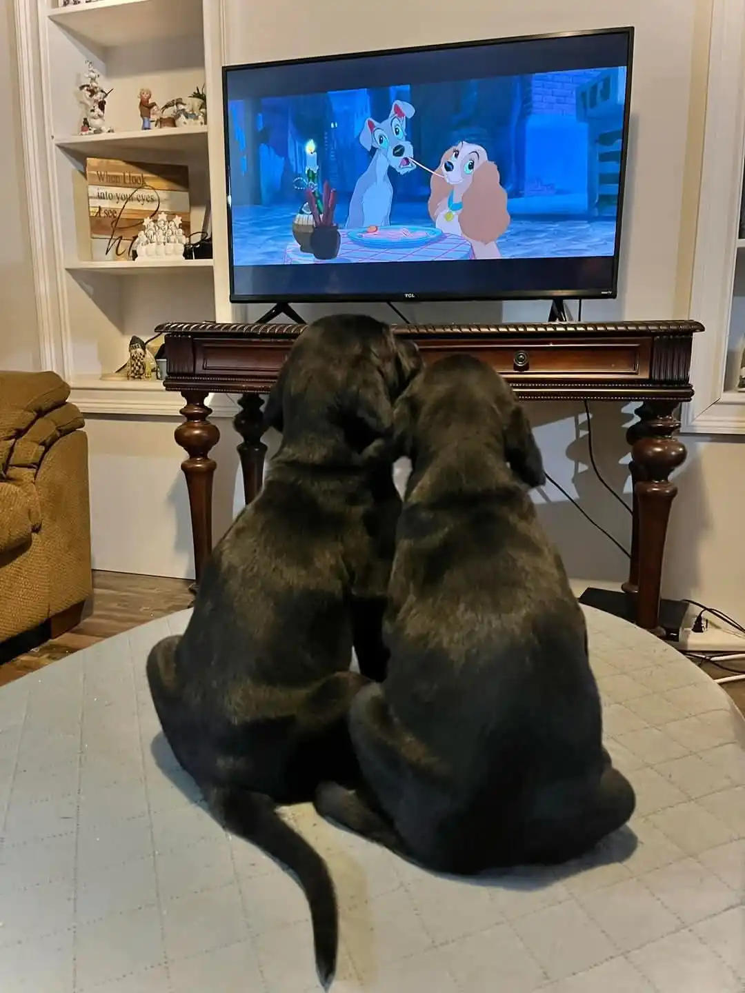 Two black dogs sit side-by-side on a light-colored rug, facing a TV that displays an animated scene from 'Lady and the…