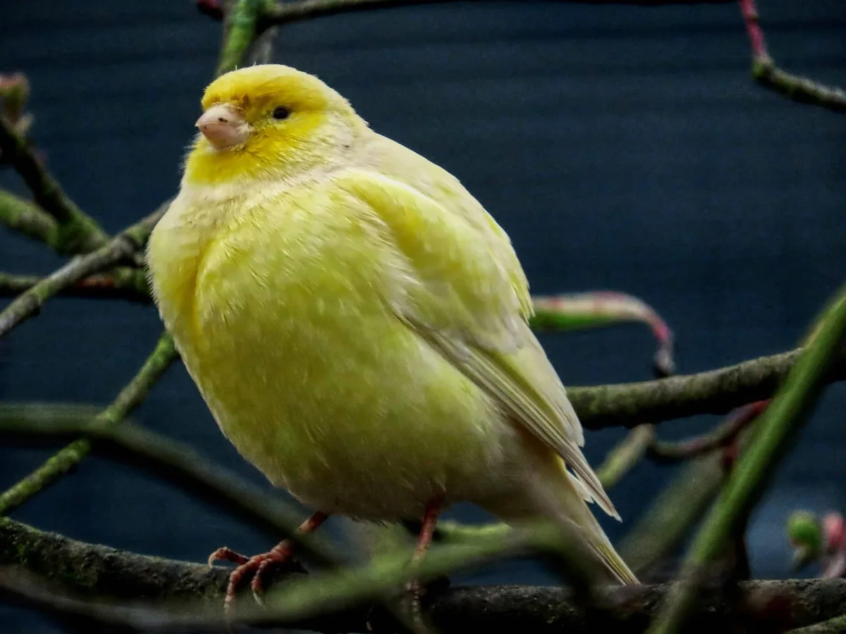 A plump, yellow canary perched on a branch with a slightly puffed, round body and a neutral expression, overlaid with the…
