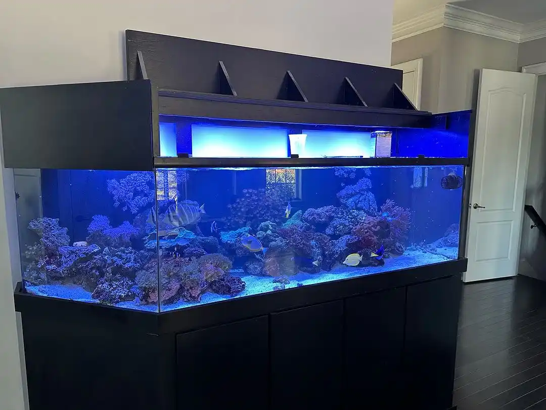 Stunning and Contemporary Miter Cut Aquarium Design