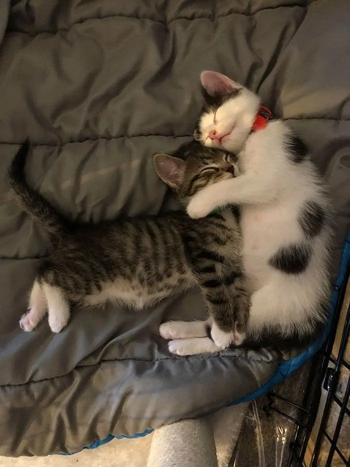 Two kittens are cuddling on a gray quilted blanket; one tabby kitten has its arms wrapped around a white and black kitten…