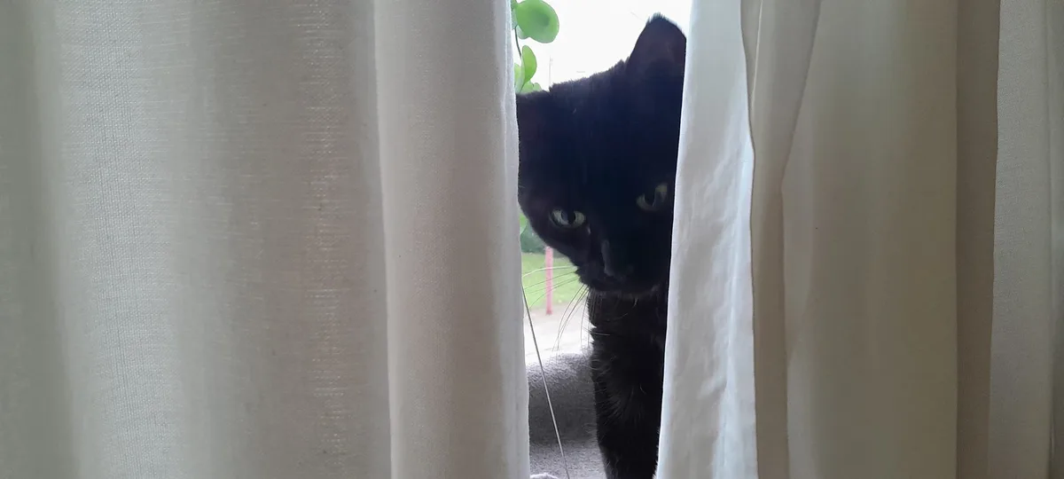 A black cat peeks through parted white curtains, its green eyes staring intently forward. The overlaid text reads 'i'm not…