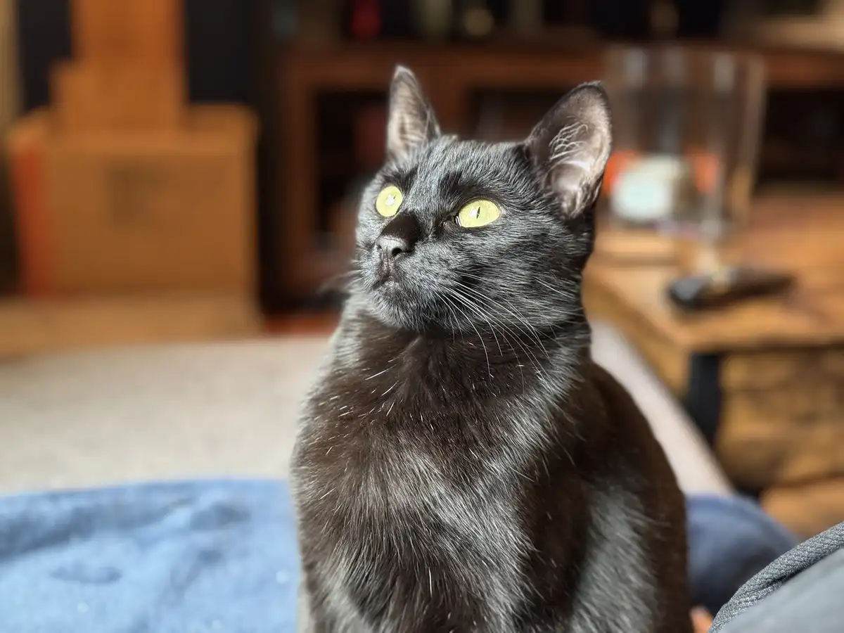 A close-up photo of a black cat with bright yellow eyes looking upward and to the side, sitting on a person's lap in a home…