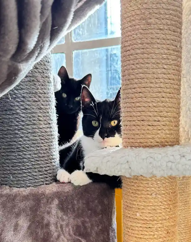 Two black cats are peeking out from behind the posts of a multi-level cat tree with sisal rope and plush platforms. The cat…