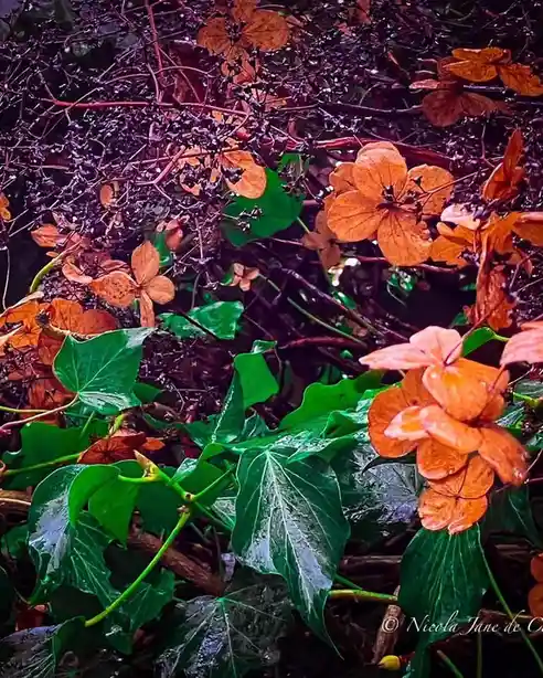 A close-up photo of autumnal hydrangea flowers in shades of orange and brown, intertwined with vibrant green ivy leaves, all…