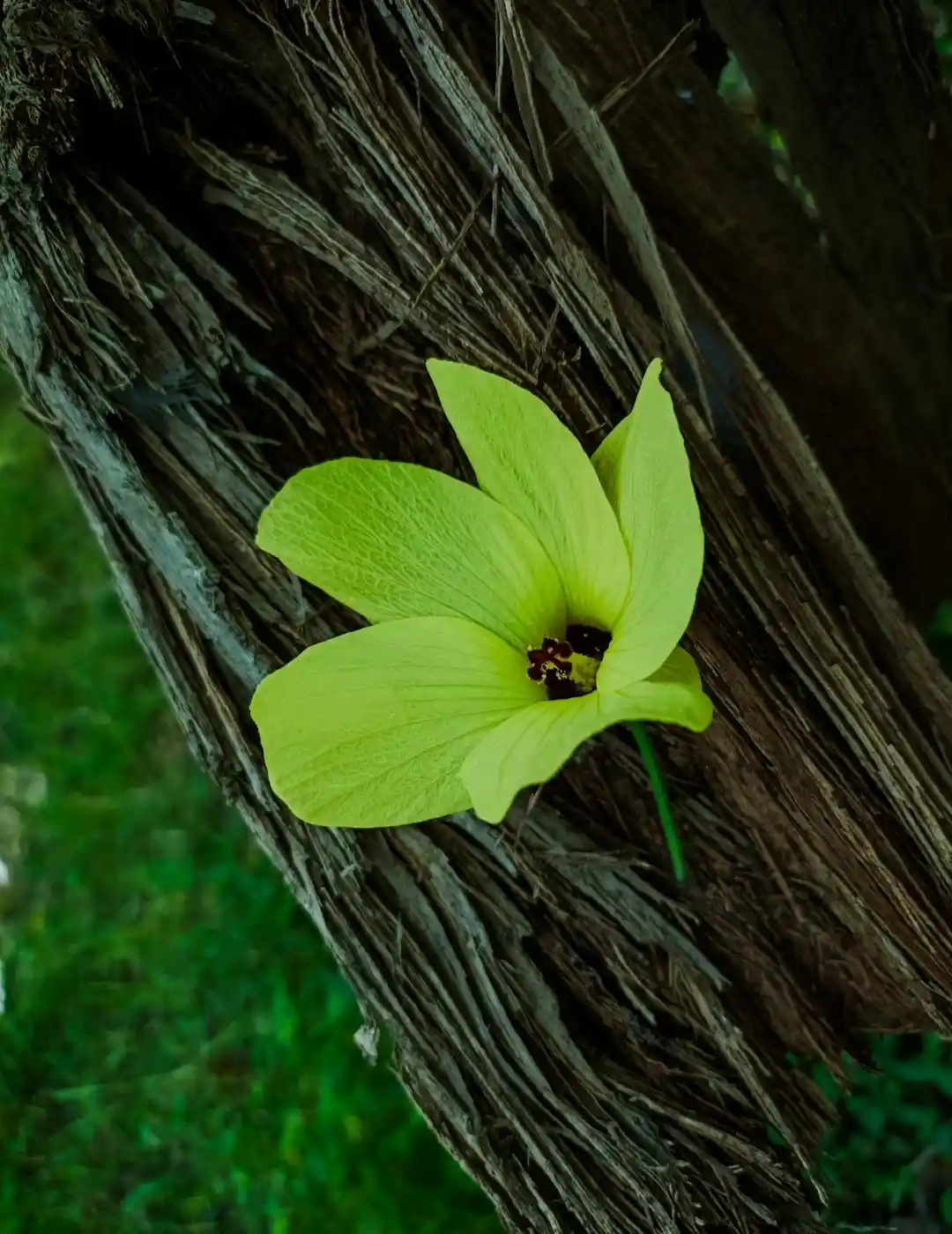 A bright lime-green flower with five petals grows directly out of the textured, fibrous bark of a tree trunk. The background…
