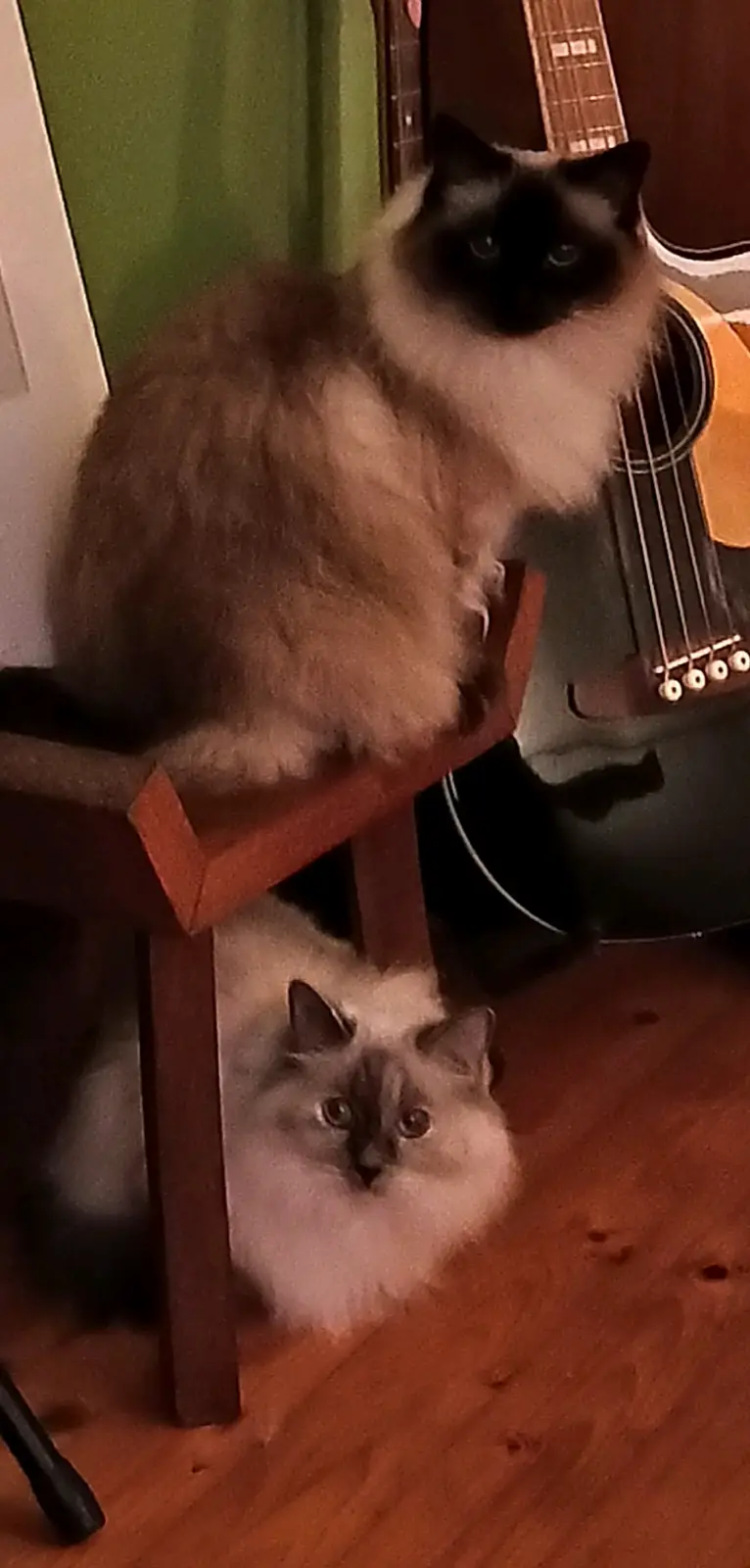 A fluffy, long-haired cat with dark points sits atop a wooden chair, looking directly at the camera, while a second similar…