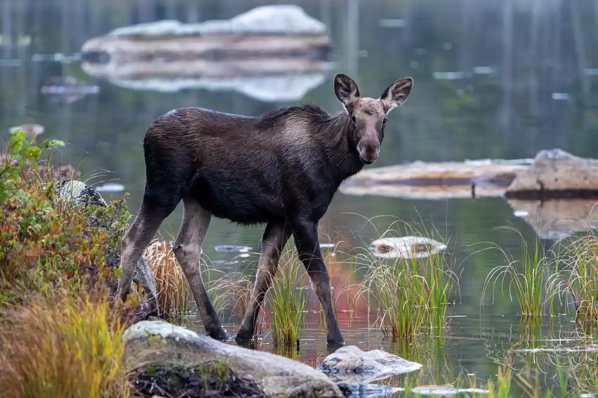 A Majestic Moose Encounter