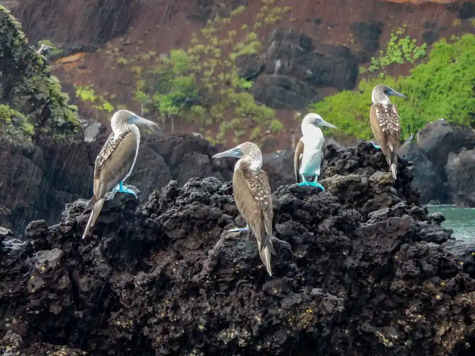 Four blue-footed boobies stand calmly on dark volcanic rocks as rain falls heavily around them, their distinctive bright…