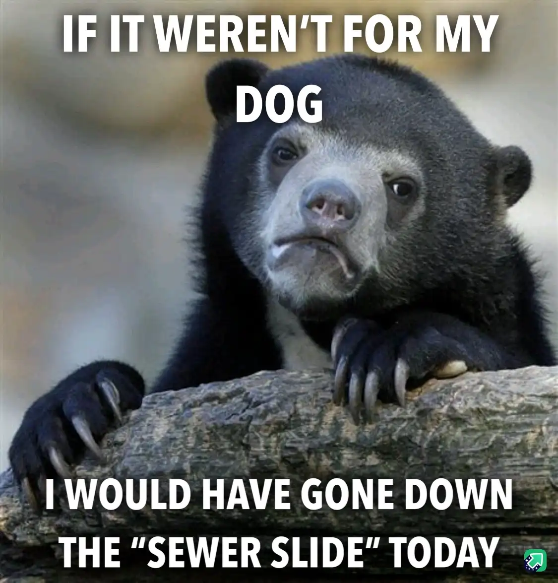 A close-up photo of a sad-looking spectacled bear resting its paws on a log, with white text overlaid that reads 'IF IT…