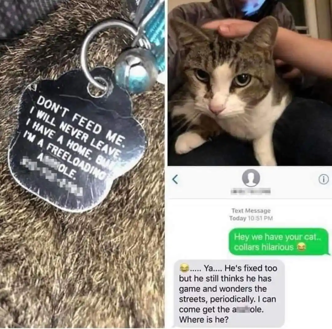 The image is a split-screen meme. The left side shows a cat's ID tag that reads 'DON'T FEED ME. I WILL NEVER LEAVE. I HAVE A…