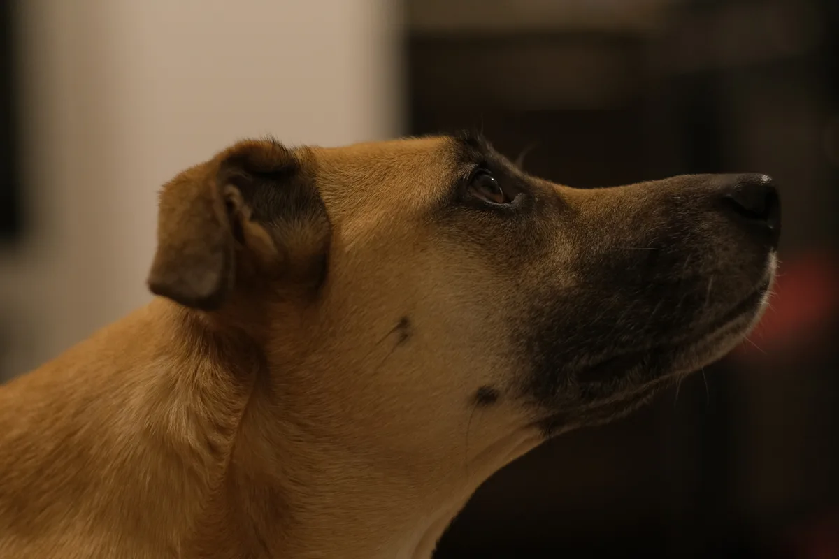 Introducing dog.exe: The Ultimate Canine Software