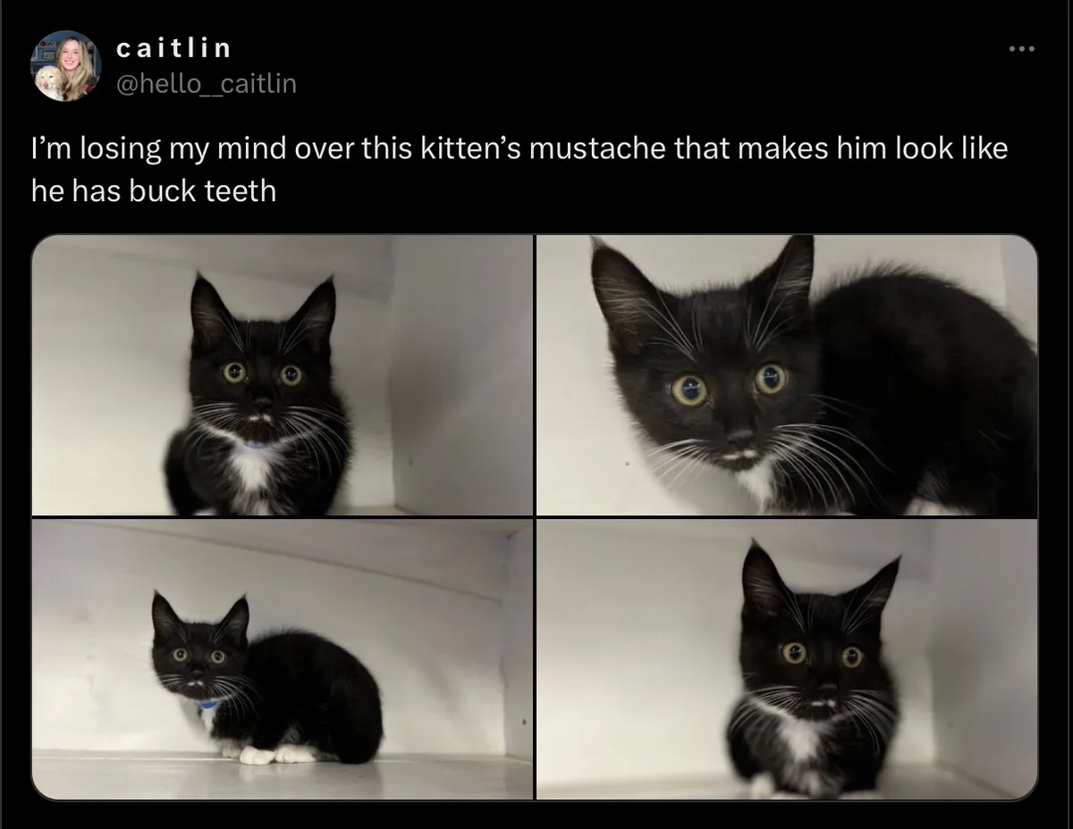 I'm Losing My Mind Over This Adorable Kitten's Mustache!