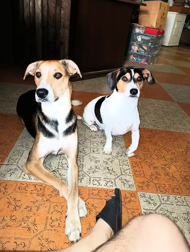 Two dogs sit attentively on a patterned orange and beige tiled floor, looking up expectantly at the camera. In the…