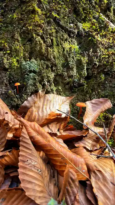 A close-up photo shows two small, bright orange mushrooms growing from a moss-covered, textured tree trunk or rock face. The…