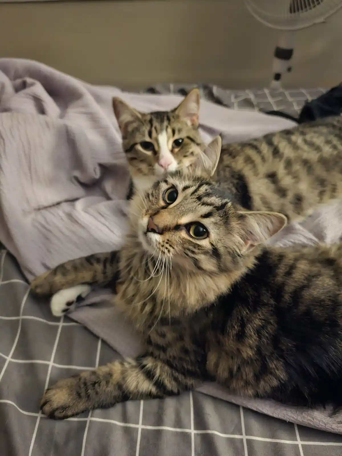 Two tabby cats are lying on a bed with a gray and white checkered sheet and a purple blanket. The cat in the foreground has…