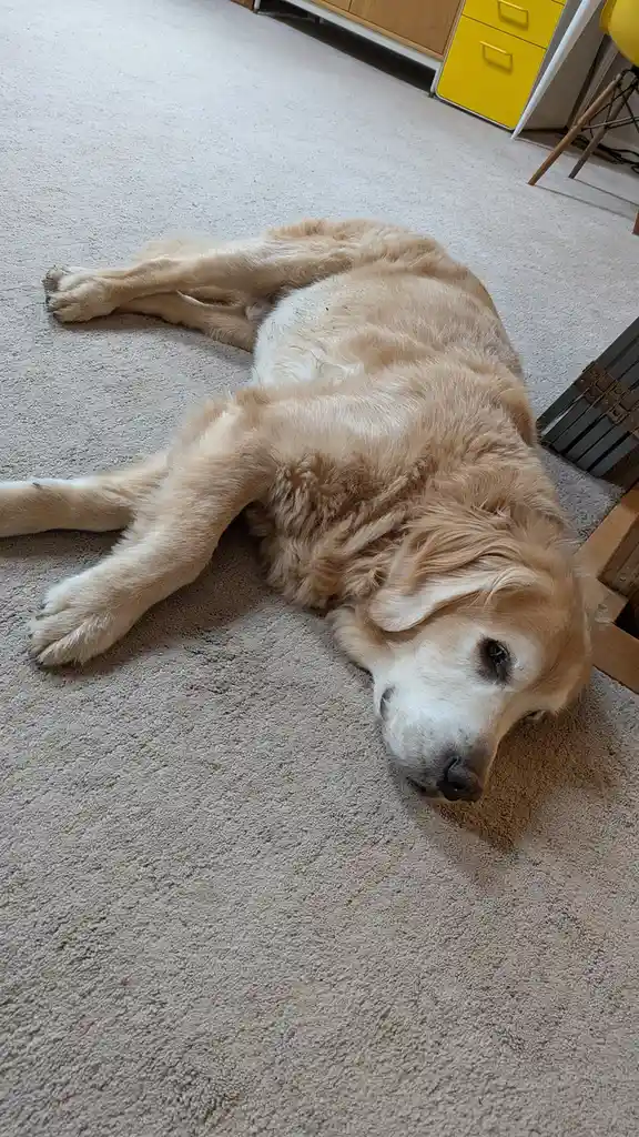 A golden retriever lies sprawled on its side on a beige carpet, looking relaxed and slightly sleepy. In the background, a…