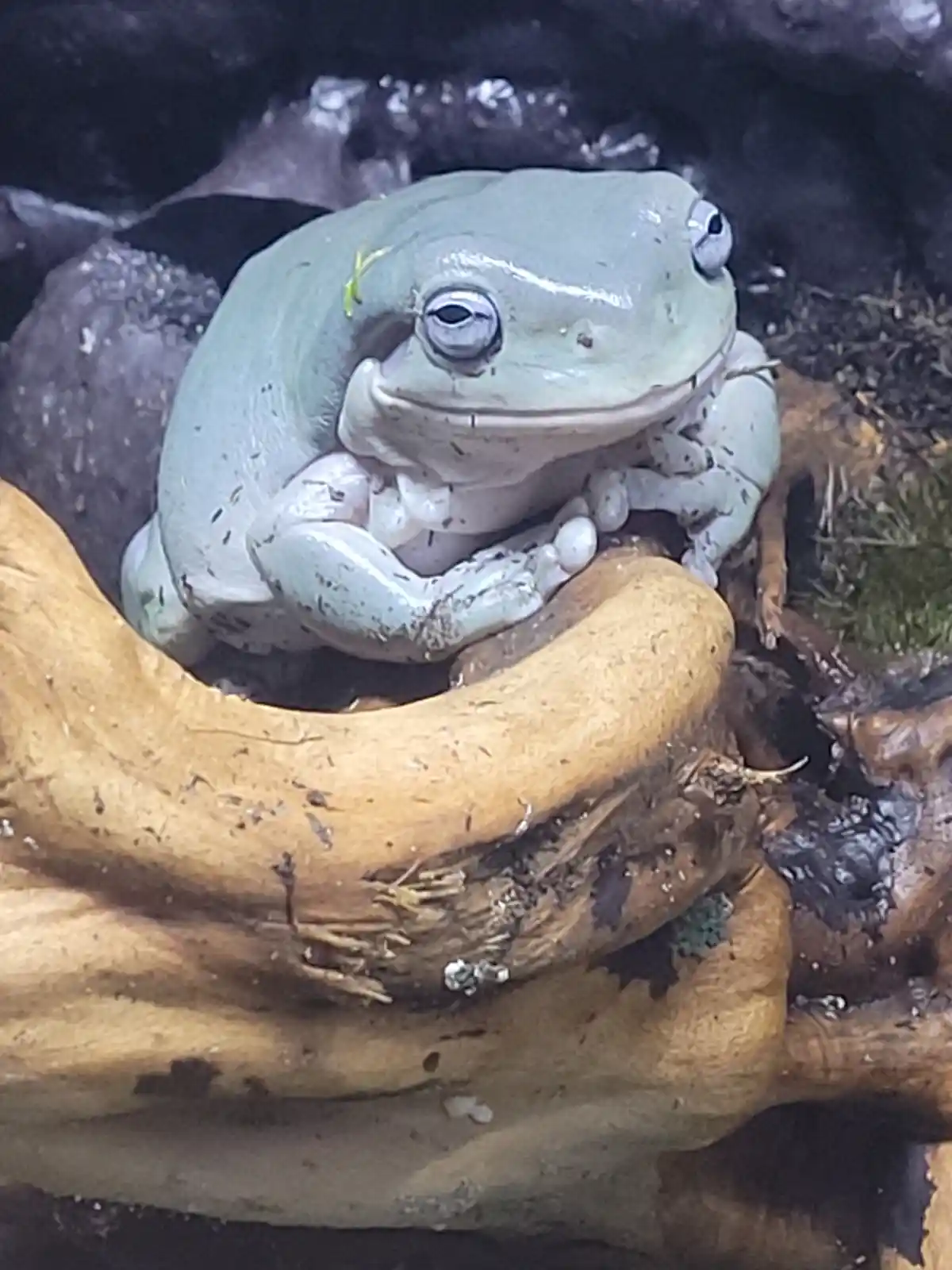Meet My Delightfully Smug Frog