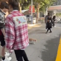 A sequence of six images shows two cats, one orange and white and one black and white, walking on a paved street. Initially…