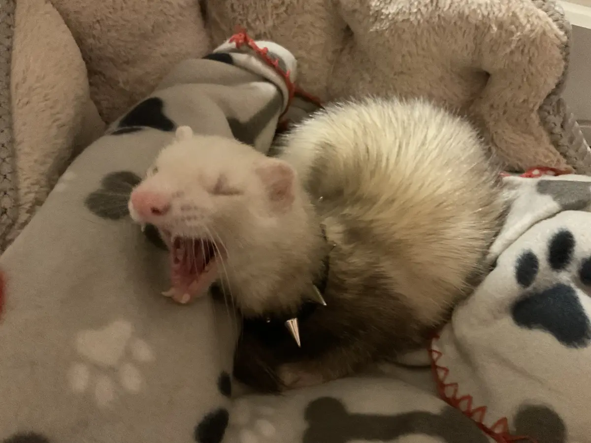 A white ferret with a spiked collar is yawning widely while curled up on a blanket with paw print and bone patterns. The…