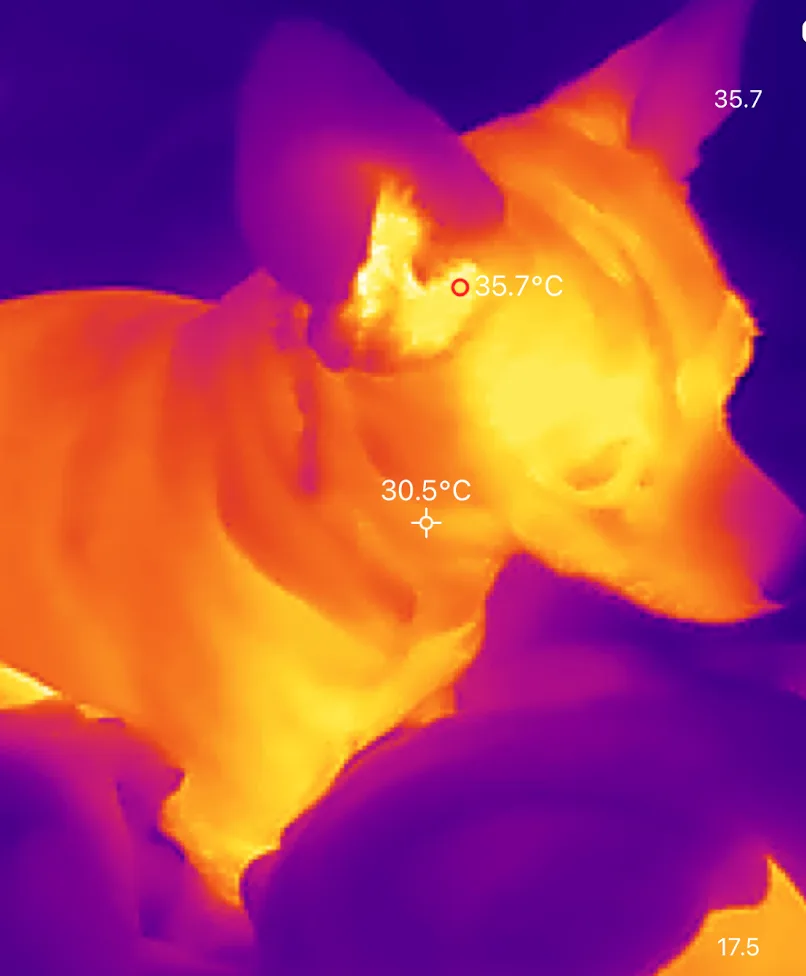 A thermal image of a dog, with its head and ears glowing bright yellow-orange, indicating high heat, while its body and…