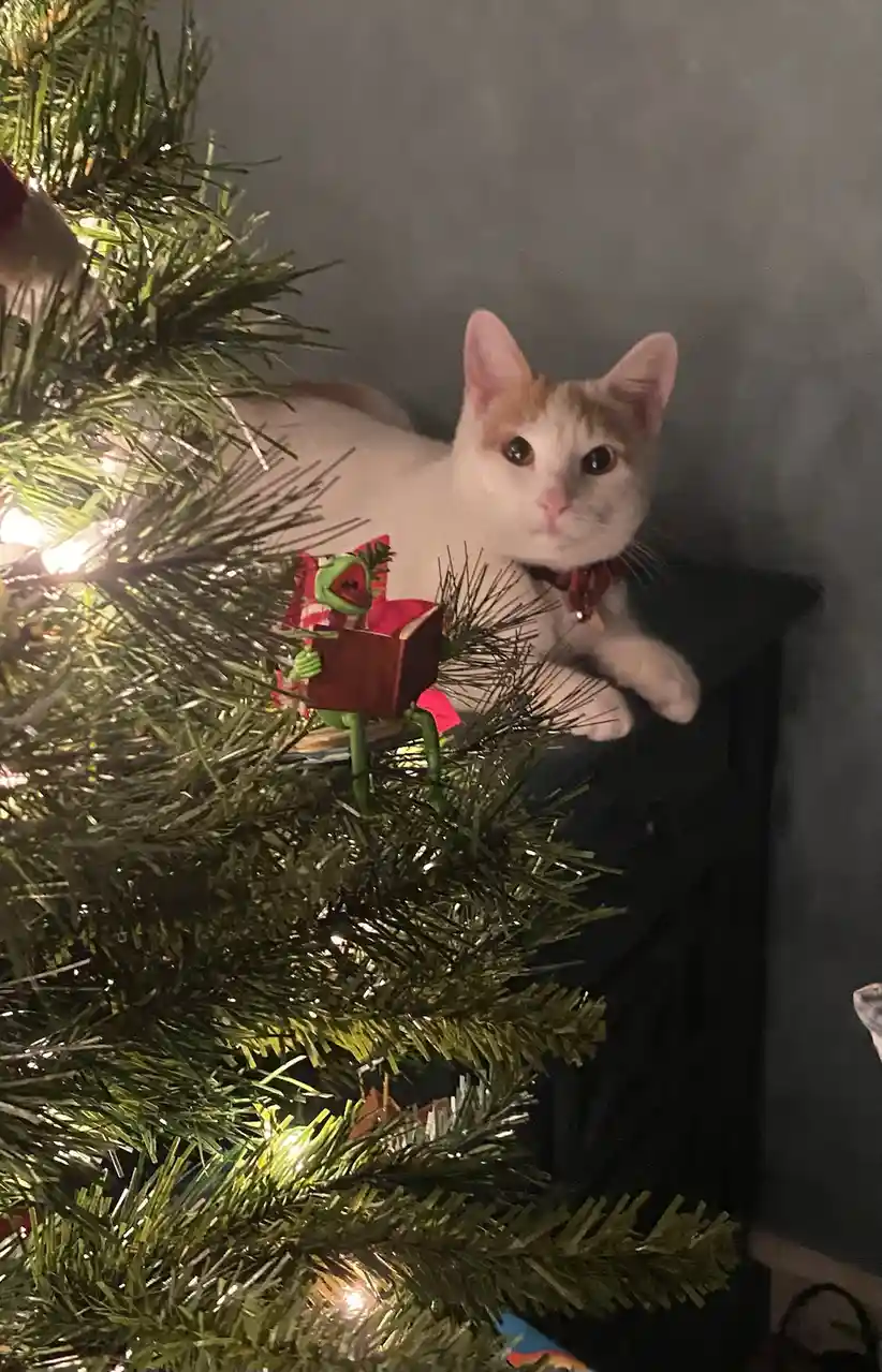 A white and orange cat with wide, innocent eyes is perched atop a lit Christmas tree, looking directly at the camera. The…