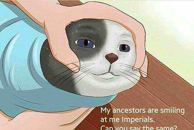 A cartoon cat with a black-and-white face and blue eyes is being held gently by a human hand, wearing a light blue shirt…