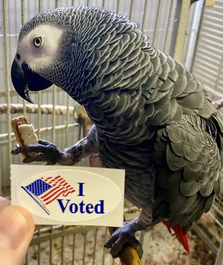 Make your voice heard: It's voting time!