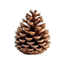A close-up photograph of a single, brown pine cone isolated against a plain white background. The cone has a classic conical…