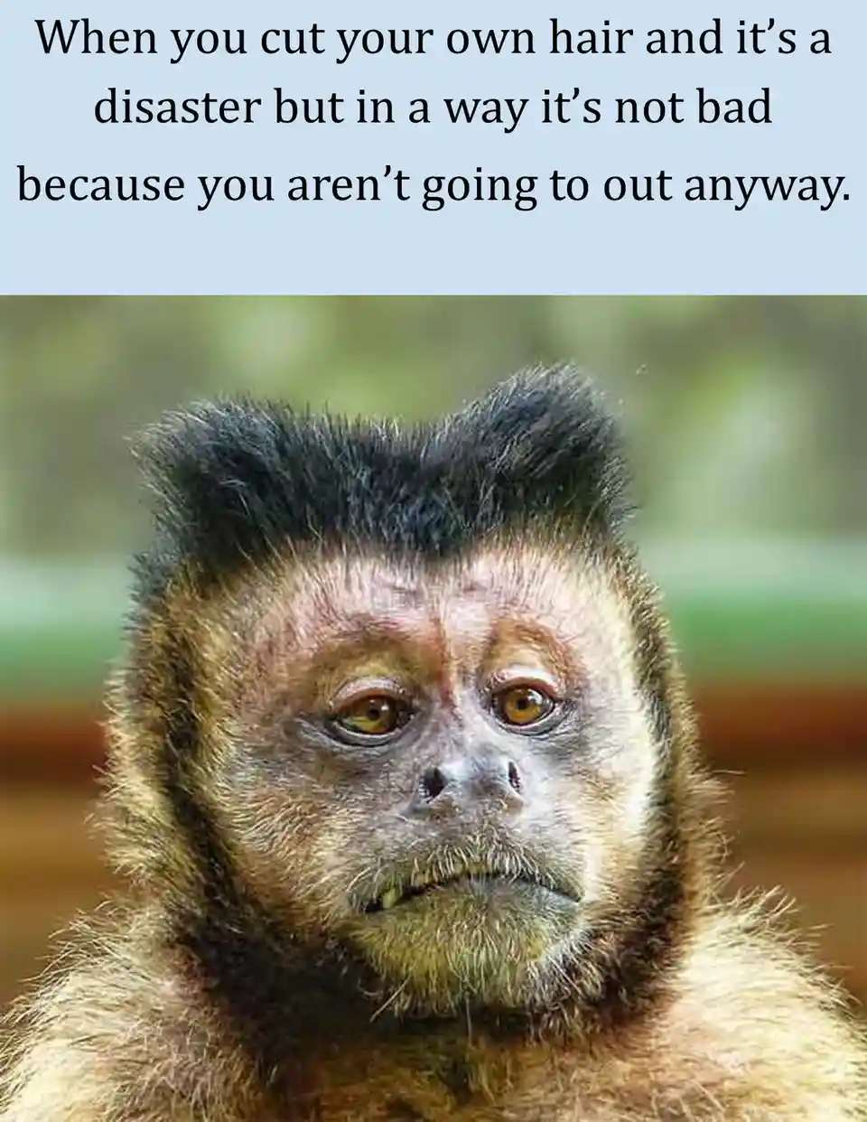 A close-up photo of a monkey with a messy, uneven haircut that looks like a disaster. The monkey has a resigned, slightly…