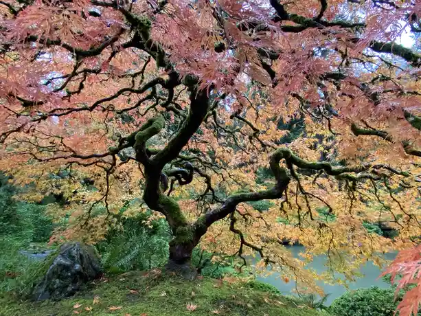 The Beauty of Japanese Maple Trees