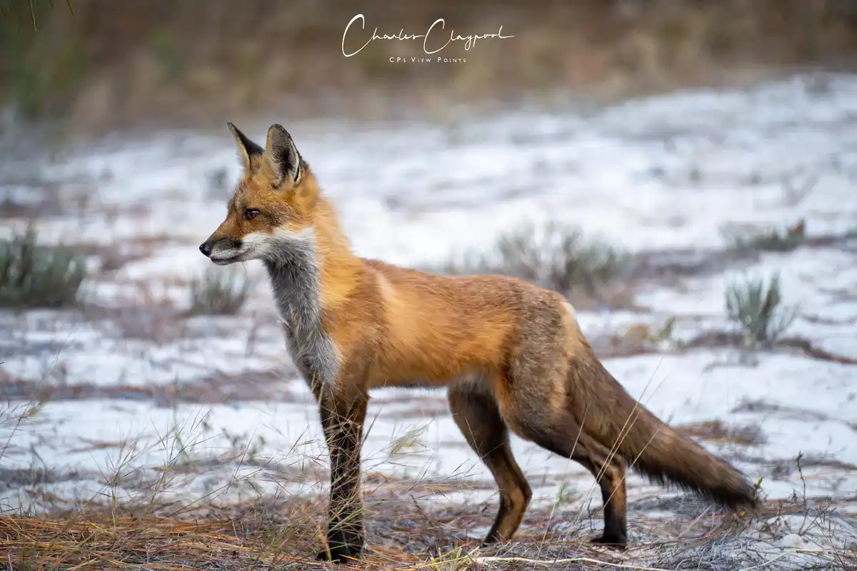 A red fox stands alert in a snowy, grassy field, its orange fur contrasting with the white snow and brown earth. The fox is…
