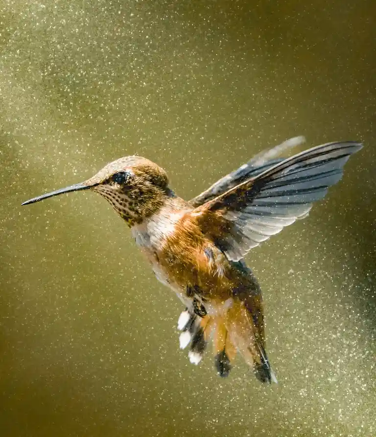 The Graceful Hummingbird in Action