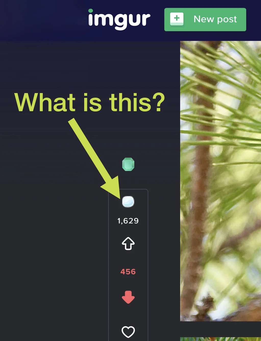 An Imgur post interface shows a close-up of pine needles on the right and a vertical toolbar on the left with a large green…