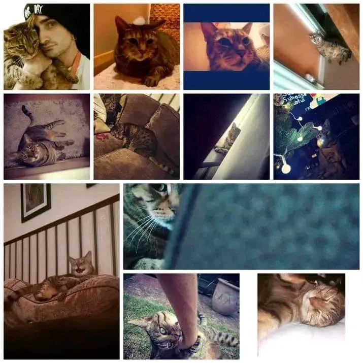 A collage of nine photos featuring a tabby cat in various domestic settings: being hugged by a person, lying on a rug…