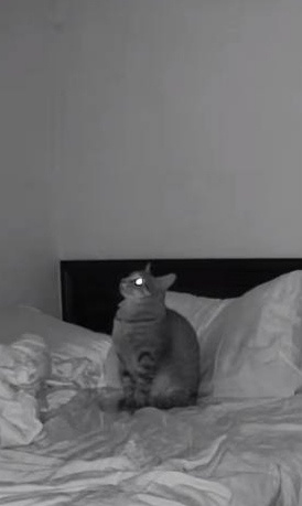 Another Cute Cat Adventure Awaits!