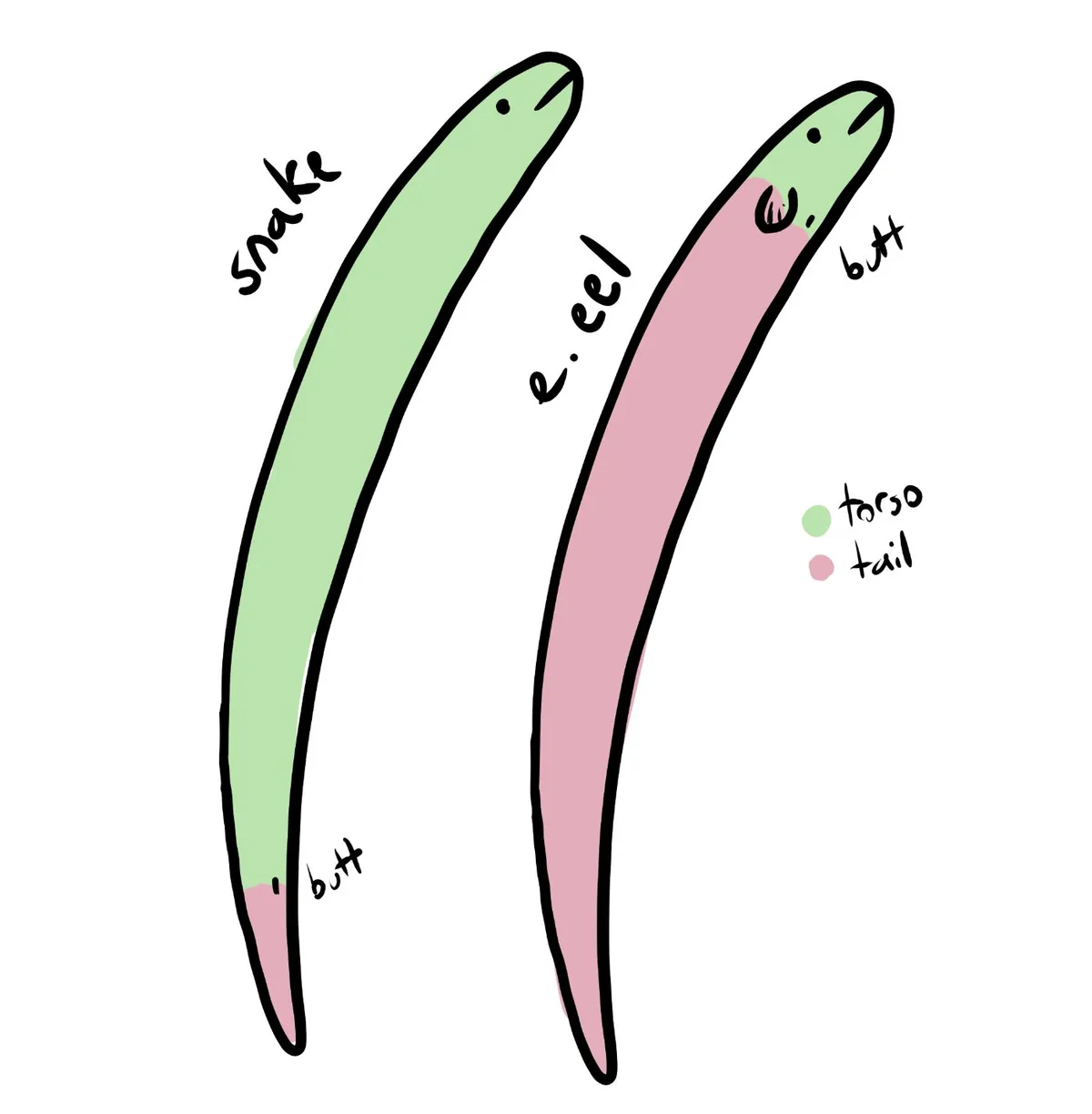 Two hand-drawn, cartoonish eel-like creatures are shown side by side. The left one is labeled 'snake' and the right one 'e…