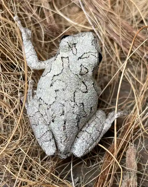 A gray tree frog with black markings sits camouflaged among dry, straw-like grass. The frog's skin texture and coloration…