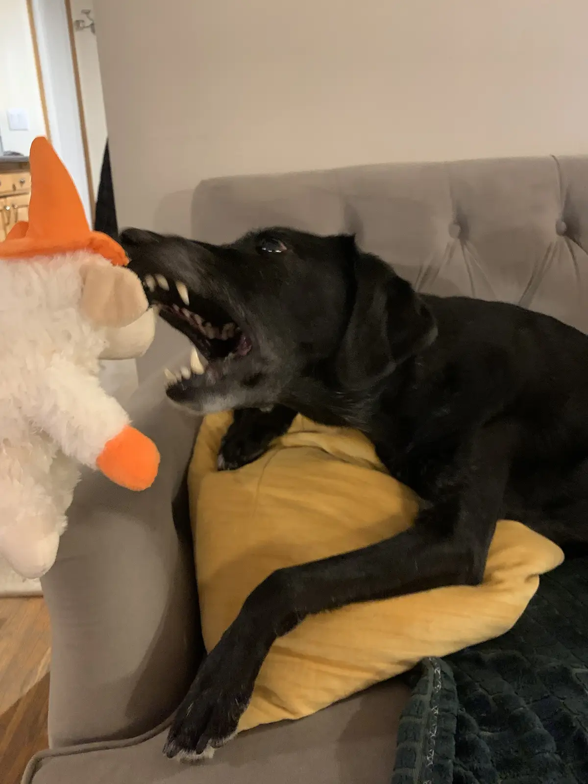 A black dog with its mouth wide open, showing teeth, appears to be growling or snarling at a white plush toy wearing an…