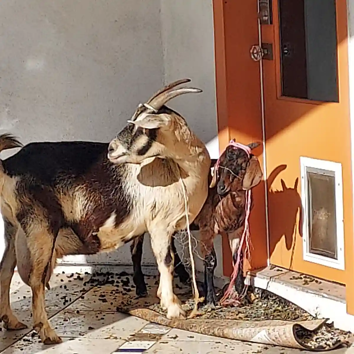 Embracing my love for goats, mess and all!
