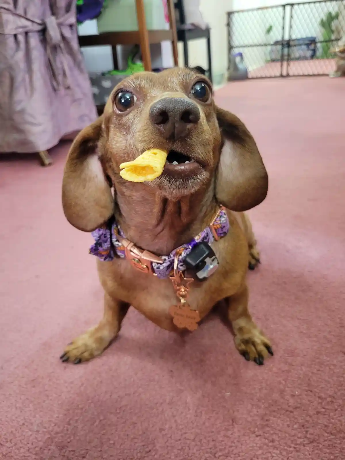 A brown dachshund with large, expressive eyes sits on a pink carpet, holding a yellow corn chip in its mouth. The dog wears…