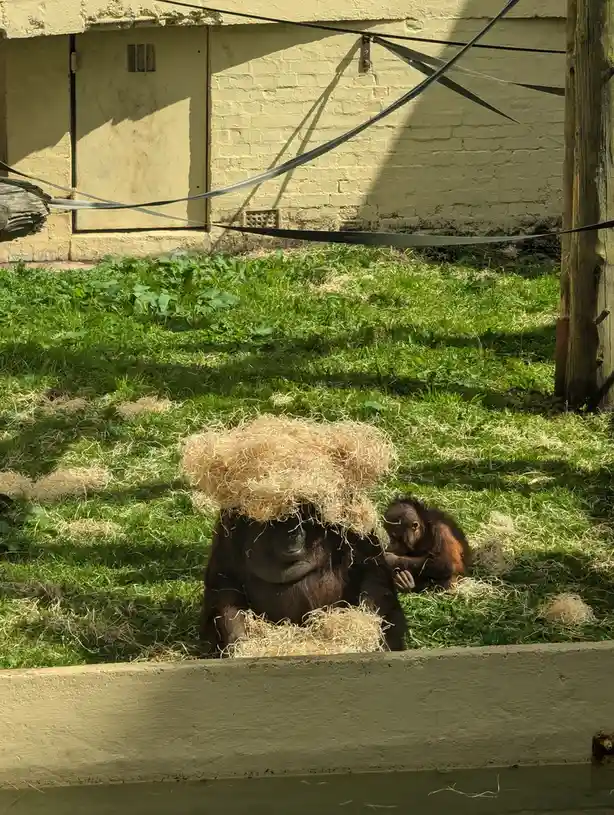 An adult orangutan sits on grass with a large, messy pile of straw balanced on its head, while a small baby orangutan sits…