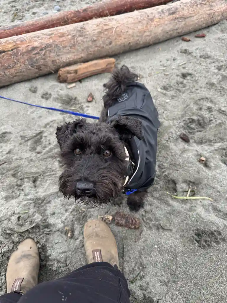 A black, scruffy dog wearing a black raincoat looks up at the camera with wide, pleading eyes on a sandy beach, with large…