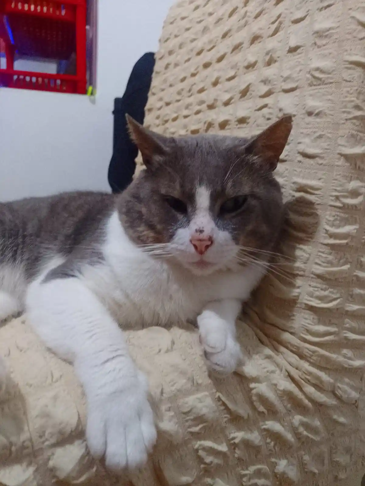 A gray and white cat with a grumpy, half-closed-eyed expression lies sprawled on a textured beige couch. Its front paws are…