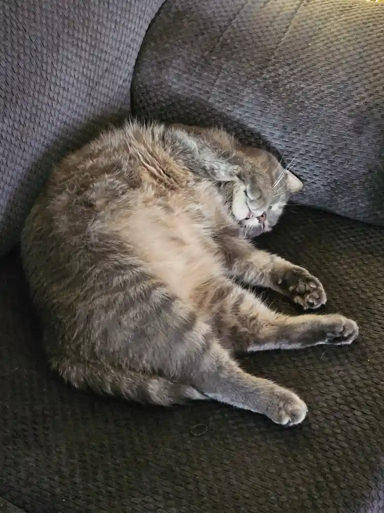 A fluffy gray tabby cat is curled up and sleeping soundly on a dark gray textured couch, its paws stretched out in a relaxed…