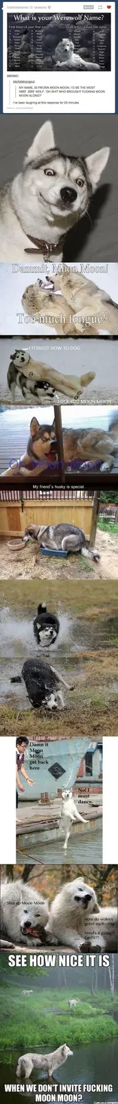 A vertical collage of images featuring a Siberian Husky named 'Moon Moon' in various humorous situations, overlaid with text…