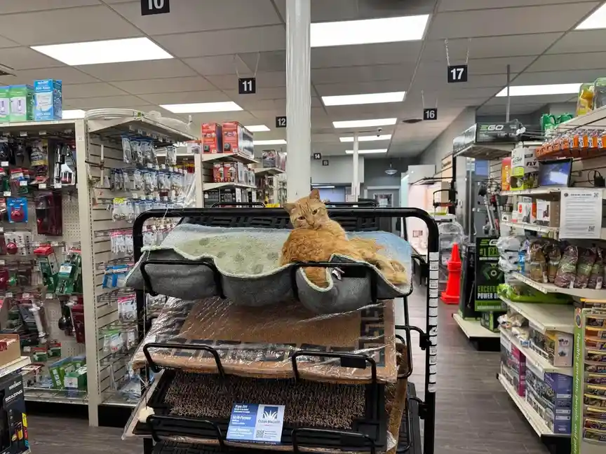 An orange tabby cat lounges lazily on a folded green blanket atop a multi-tiered store cart filled with pet mats, inside a…